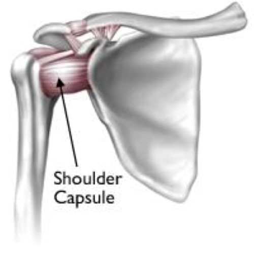 Капсула плечевого сустава. Капсула плечевого сустава анатомия. Суставная капсула плечевого сустава. Капсула и связки плечевого сустава. Капсульная связка плечевого сустава.